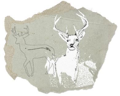 Hirsch