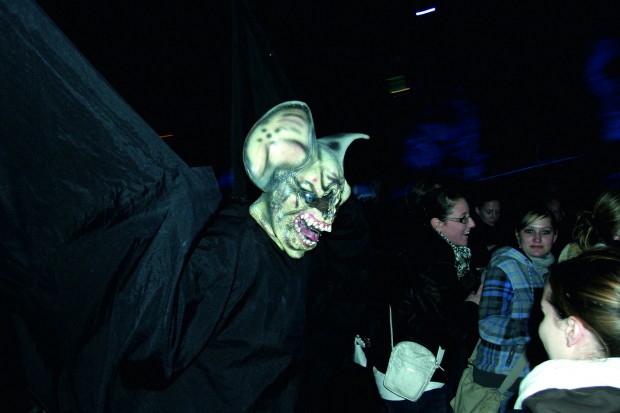 fledermaus1