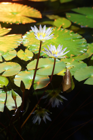Botanischer-Garten-3