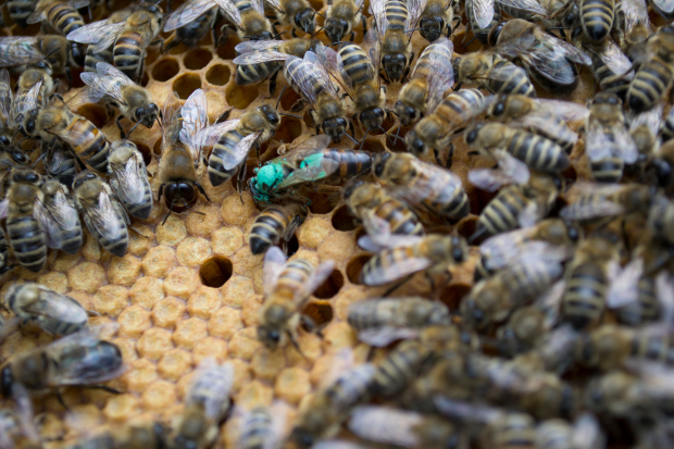 bienen-imkern