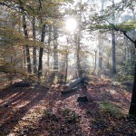 Jogging-Guide, Folge 7: Mit Tobias Geipert auf den Prinzenberg