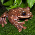 Oh ne Frosch ist Panama