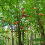 Kim Rathnau, Jellyfish Invasion, 2022