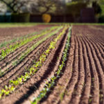 Saisongarten Oberfeld: Ab auf den Acker!